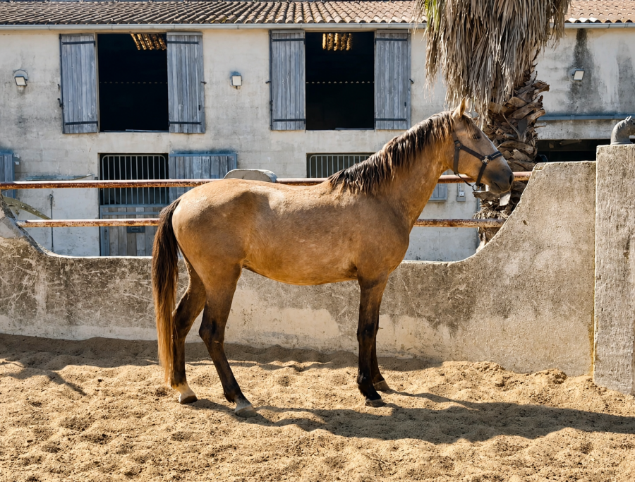 Vente de cheval : Trov�o Menezes